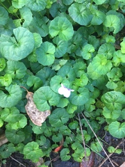 Viola banksii