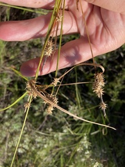 Carex × subviridula