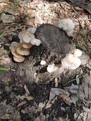 Agaricomycotina