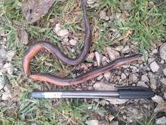 Adelphicos nigrilatum