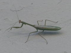 Stagmatoptera
