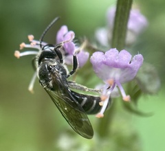 Lasioglossum coriaceum
