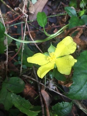 Hibbertia dentata