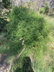 Clematis microphylla