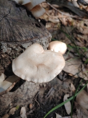 Agaricomycotina