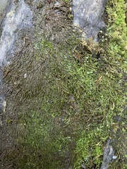 Hygrohypnella ochracea