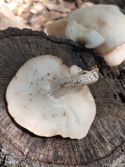 Agaricomycotina