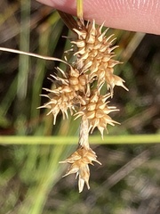 Carex × subviridula