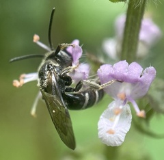 Lasioglossum coriaceum
