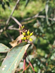 Eucalyptus camaldulensis