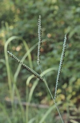 Paspalum floridanum