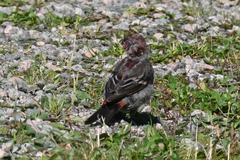Pinicola enucleator