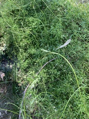 Clematis microphylla