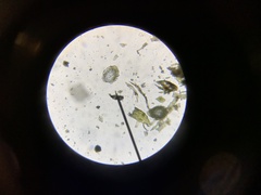 Hygrohypnella ochracea