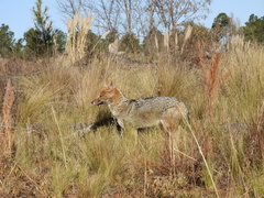 Lycalopex gymnocercus