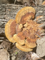 Fuscoporia