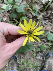 Helianthus strumosus