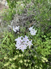 Leucocoryne ixioides