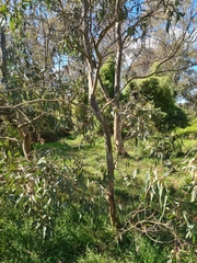 Eucalyptus camaldulensis