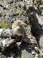 Phylloscopus trochilus