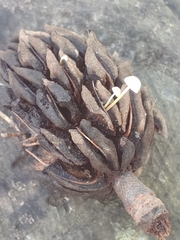 Strobilurus conigenoides