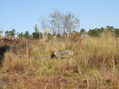 Lycalopex gymnocercus