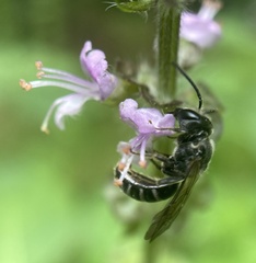 Lasioglossum coriaceum