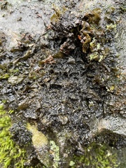 Collema subflaccidum