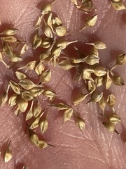 Carex × subviridula