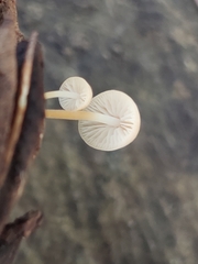 Strobilurus conigenoides