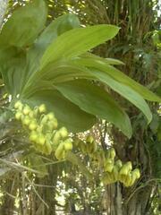 Catasetum integerrimum
