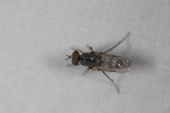 Ozodiceromyia
