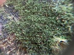 Fuscocephaloziopsis lunulifolia