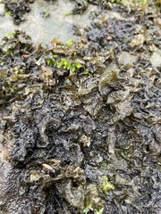 Collema subflaccidum