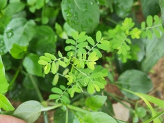 Phyllanthus urinaria