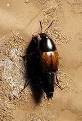 Tachinus fimbriatus