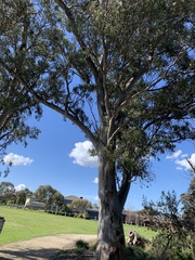 Eucalyptus tereticornis