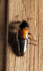 Tachinus fimbriatus