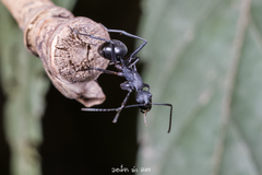 Polyrhachis abdominalis