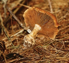 Chroogomphus rutilus