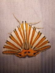 Pityeja histrionaria