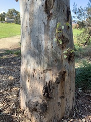 Eucalyptus tereticornis