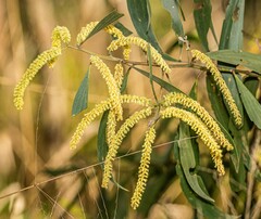 Juliflorae