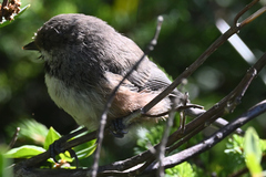 Poecile hudsonicus