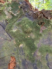 Fuscocephaloziopsis lunulifolia