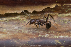 Camponotus nicobarensis