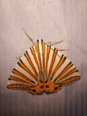 Pityeja histrionaria