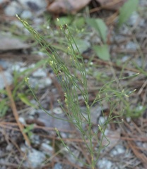 Hypericum gentianoides