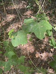 Passiflora lutea