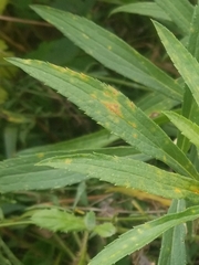 Coleosporium solidaginis